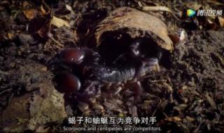 蜈蚣跟蝎子哪个更毒